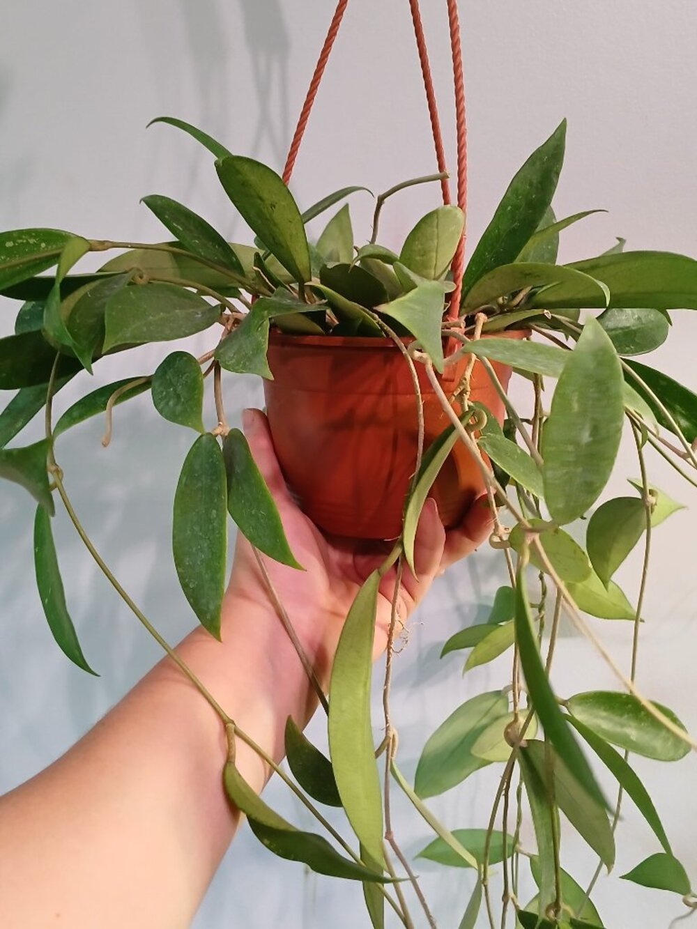 Hoya Polita